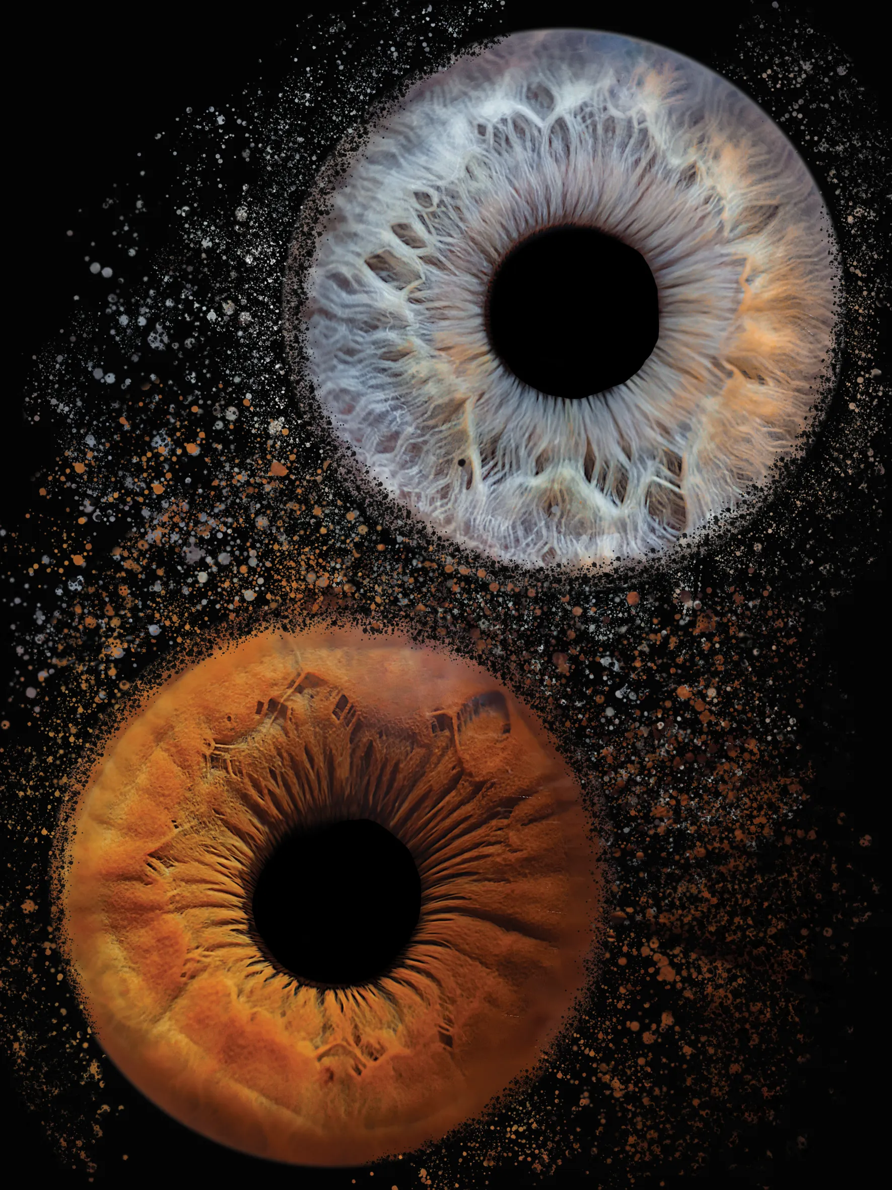 Photographie de couverture de la prestation 'Photographie d'Iris'