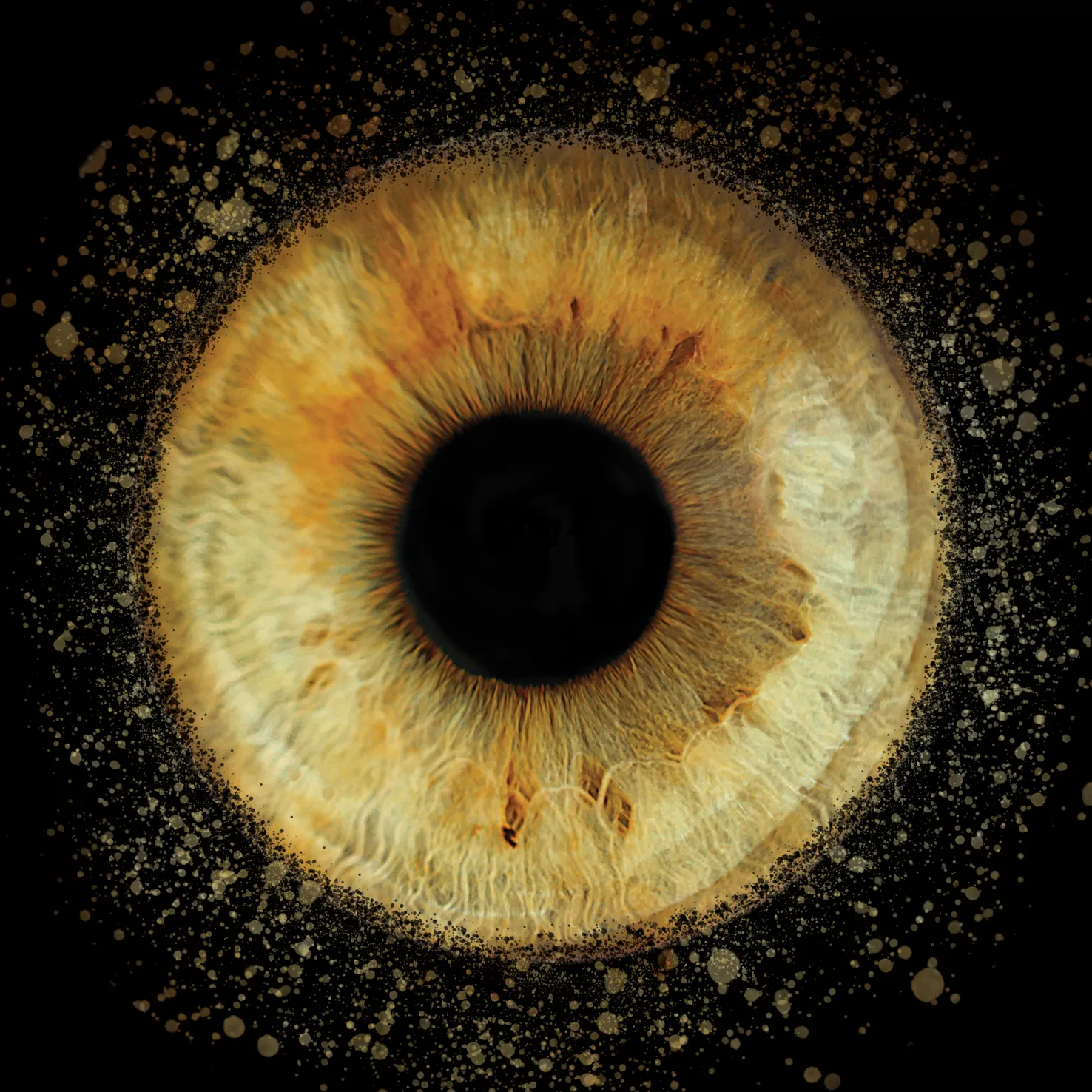 Photographie de la prestation 'Photographie d'Iris'